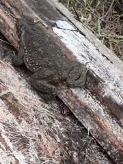 Leptodactylus mystacinus
