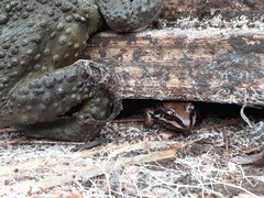 Leptodactylus mystacinus