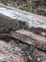 Leptodactylus mystacinus