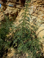 Urtica cannabina
