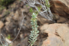 Othonninae