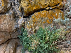 Smelowskia alba