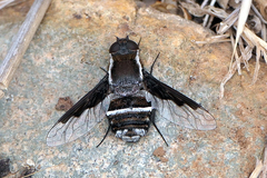 Exhyalanthrax canarionae