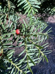Taxus cuspidata