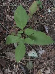 Toxicodendron radicans