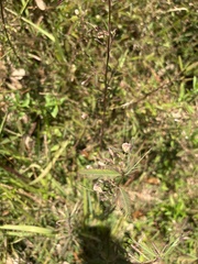 Aeschynomene americana