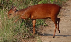 Cephalophorus natalensis natalensis
