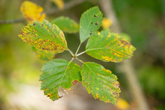 Karpatiosorbus eystettensis