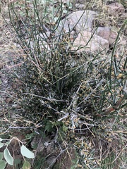 Ephedra trifurca