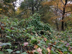 Schizopepon bryoniifolius