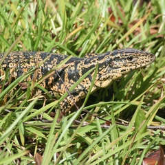 Tupinambis teguixin