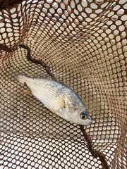 Bairdiella chrysoura