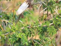 Vachellia kosiensis