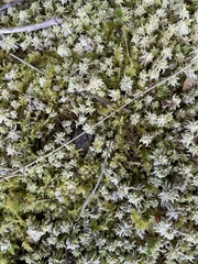 Sphagnum palustre