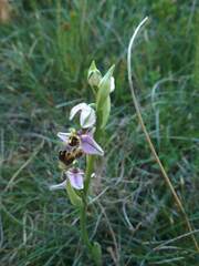 Ophrys scolopax