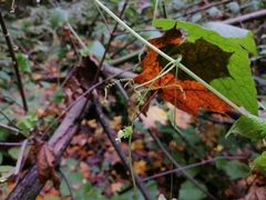 Schizopepon bryoniifolius