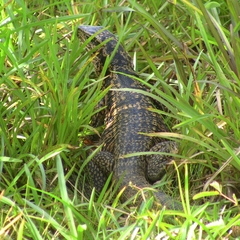 Tupinambis teguixin