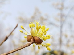 Cornus officinalis