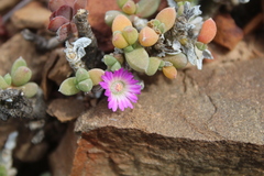 Trichodiadema calvatum