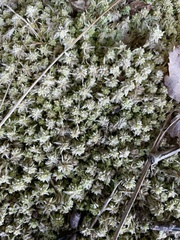 Sphagnum palustre