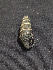 Crassispira discors