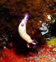 Hypselodoris violabranchia