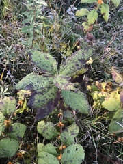 Triosteum aurantiacum