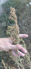 Atriplex sagittata