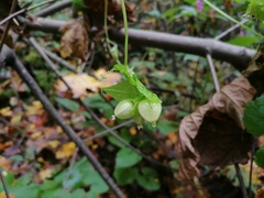 Schizopepon bryoniifolius