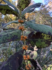 Triosteum aurantiacum