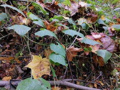 Schizopepon bryoniifolius