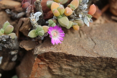 Trichodiadema calvatum