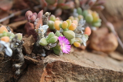 Trichodiadema calvatum