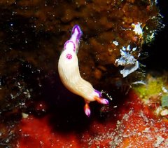Hypselodoris violabranchia