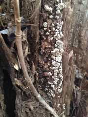 Xylobolus frustulatus