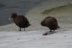 Somateria mollissima