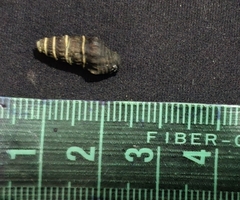 Crassispira discors