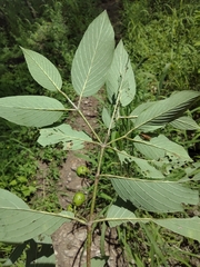 Karwinskia calderonii