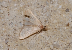 Dolicharthria punctalis