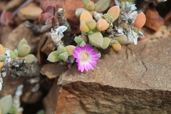 Trichodiadema calvatum