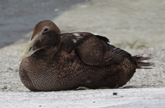 Somateria mollissima