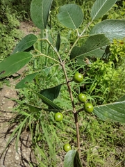 Karwinskia calderonii