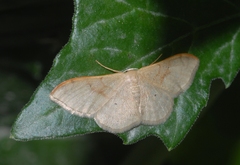 Idaea rubraria