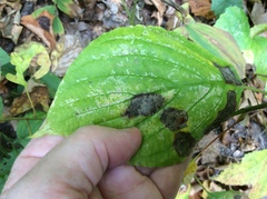 Cornus alternifolia