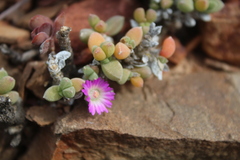 Trichodiadema calvatum