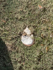 Calvatia craniiformis