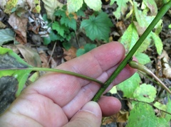 Cornus alternifolia