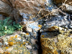 Smelowskia alba
