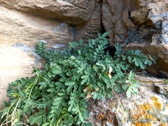 Smelowskia alba