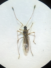 Gampsocoris punctipes